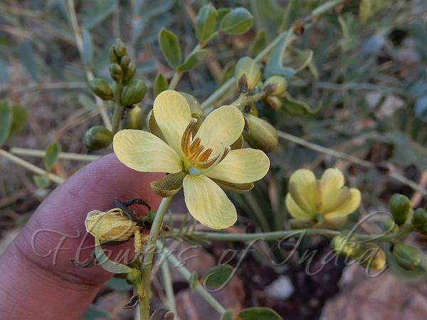 Italian Cassia